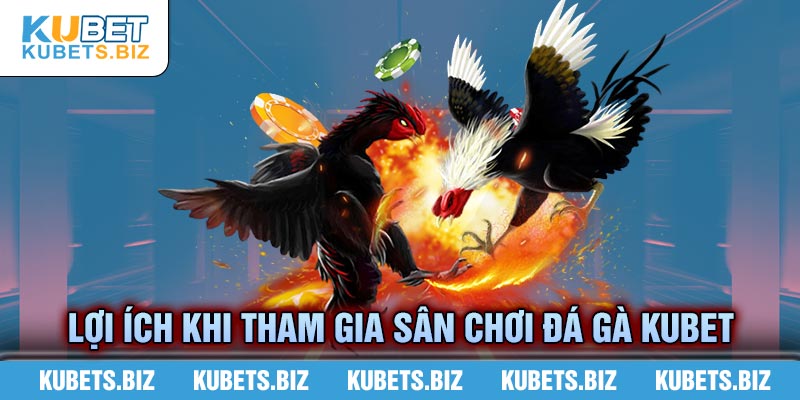 Nhiều lợi ích, an toàn khi tham đá gà tại Kubet 